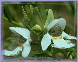 Mint Bush-Prostan Thera Striatiflora