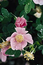 Nootka Rose (rosa nutkana)