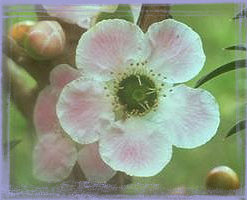 Peach Flowered Tea Tree-Leptospermun Squarrosum