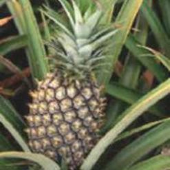 Piña (Pineapple)