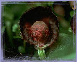 Red Helmet Orchid-Corybas Dilatatus