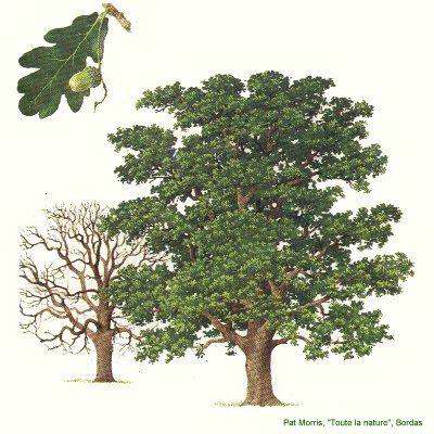 Roble (Quercus robur) OAK