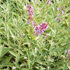 Salvia (Salvia Officinalis)