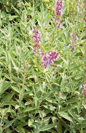 Salvia (Salvia Officinalis)