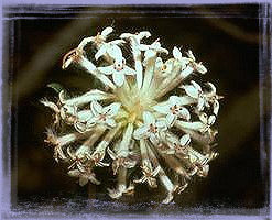 Slender Rice Flower-Pimelea Linifolia