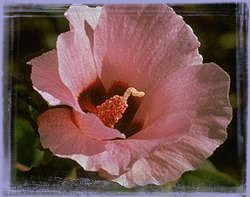 Sturt Desert Rose-Gossypium Sturtianum