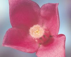 Sydney Rose - Gossypium sturtianum