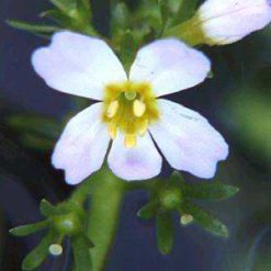 Violeta de Agua (Hottonia palustris) WATER VIOLET