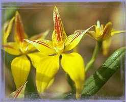 Yellow Cowslip Orchid-Caladenia Flava