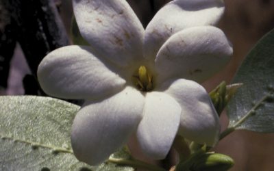 Bush Gardenia – Gardenia Megaspera