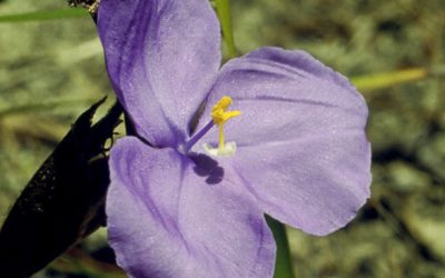Bush Iris – Patersonia Longifolia