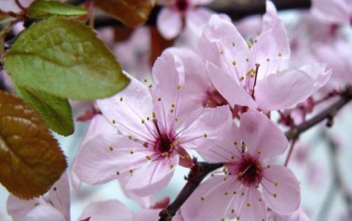 Ciruelo Silvestre -Prunus Cerasifera