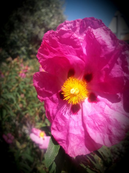 Jara estepa - Cistus Albidus