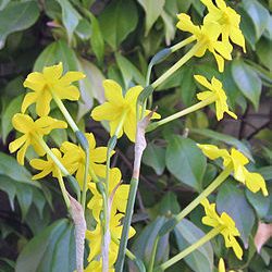Junquillo – Narcissus sp