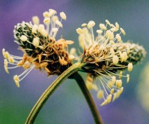 Llanten – Plantago lanceolata