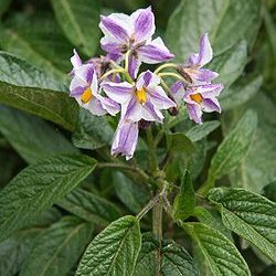 Pepino – Solanum Muricatum