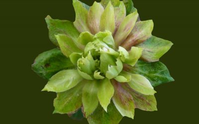 Rosa verde – Rosa Chinensis Vidriflora