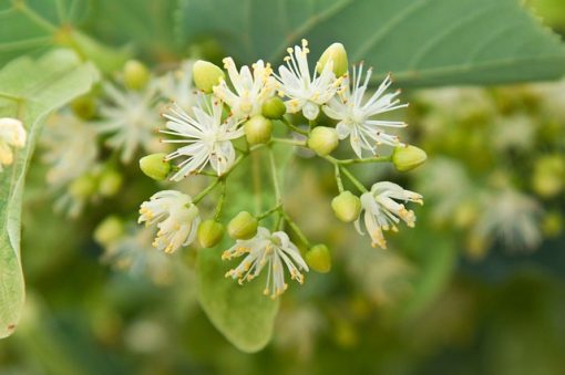 Tilo - Tilia sp