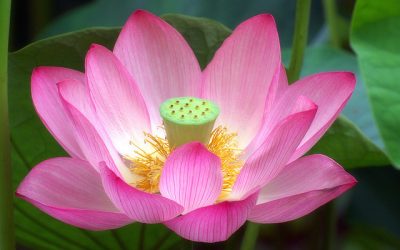 Lotus (California)-Nelumbo Nucifera
