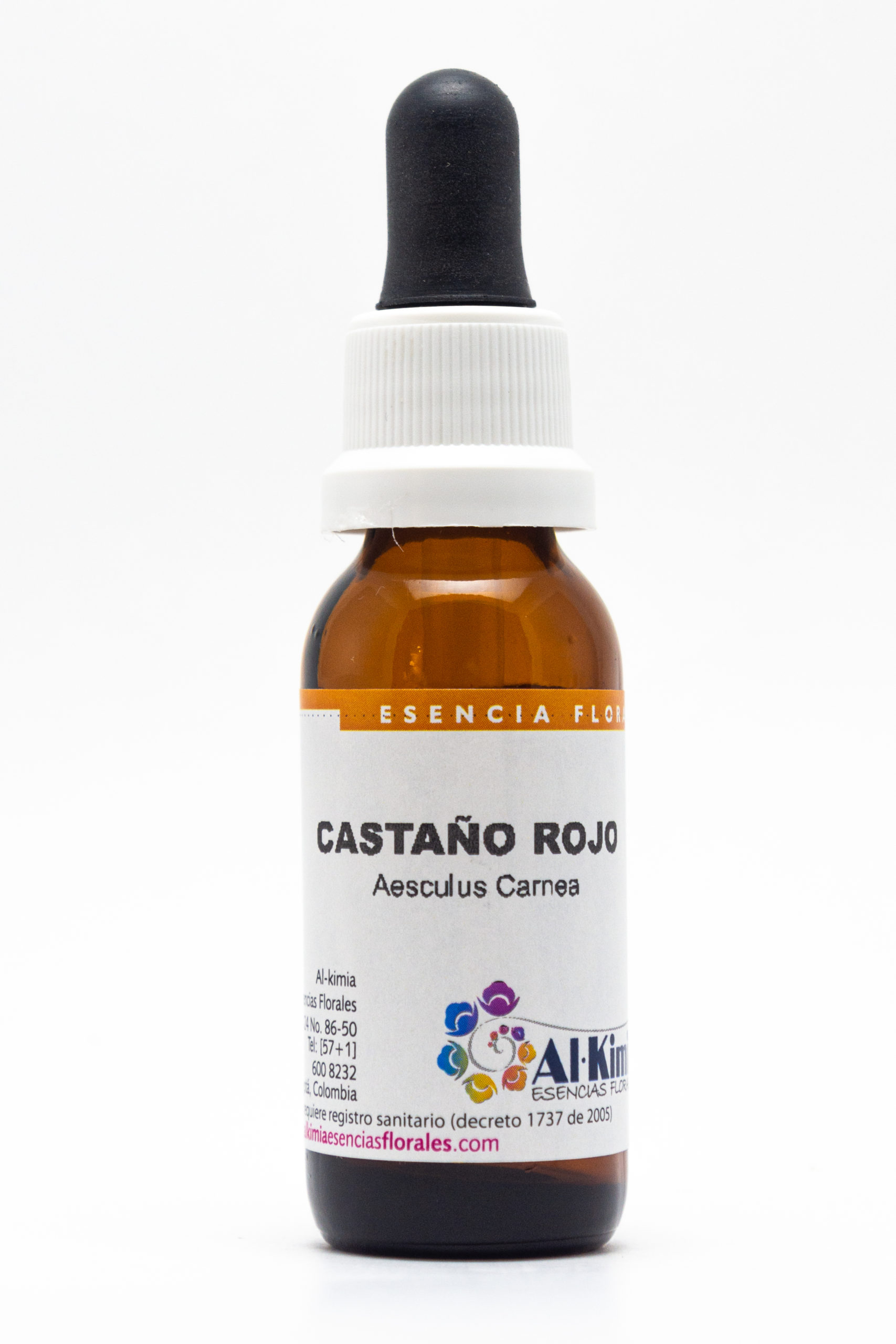 Castaño Rojo (Aesculus carnea) Botella Stock