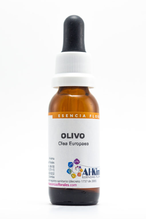 Olivo Botella Stock