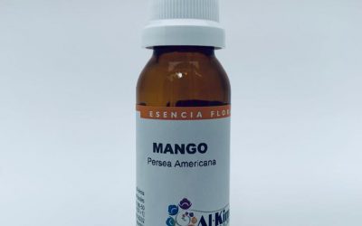 Mango (Persea Americana) Botella Stock